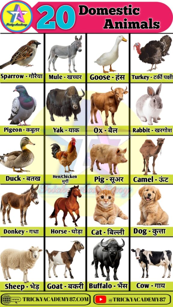 Domestic Animals Name in Hindi and English