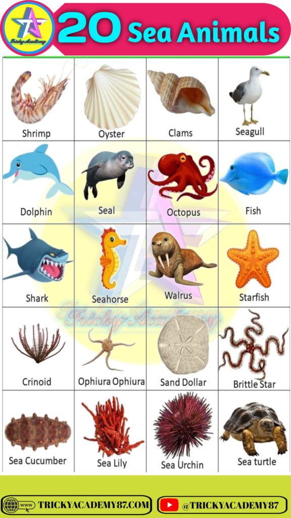 Sea Animals