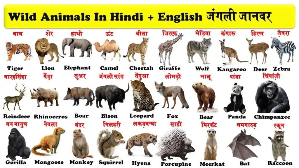 Wild Animals Name in Hindi and English