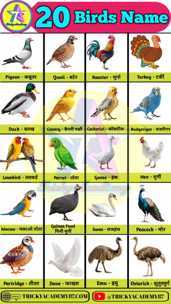 birds name