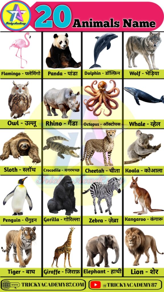 animals name