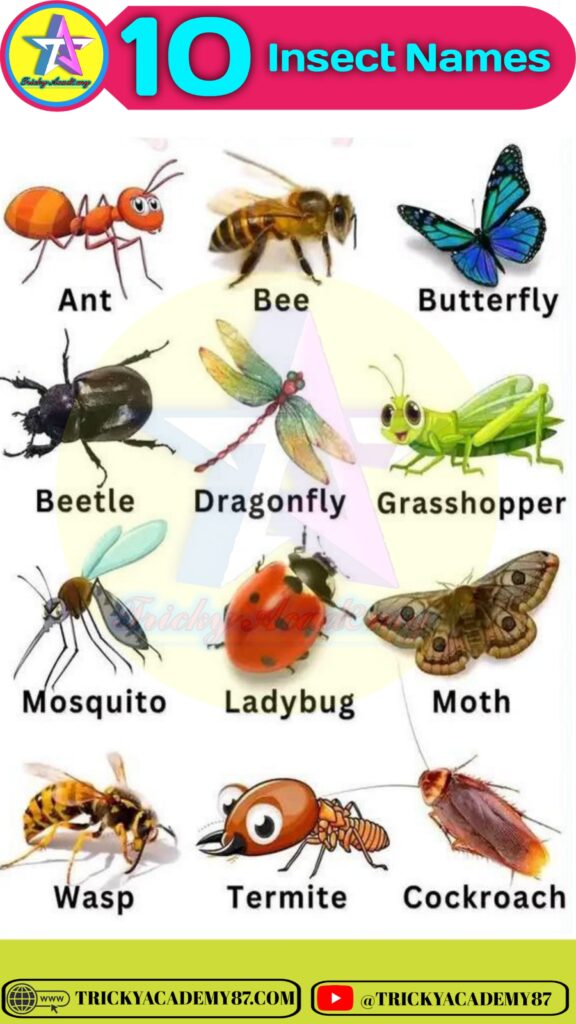 insects name