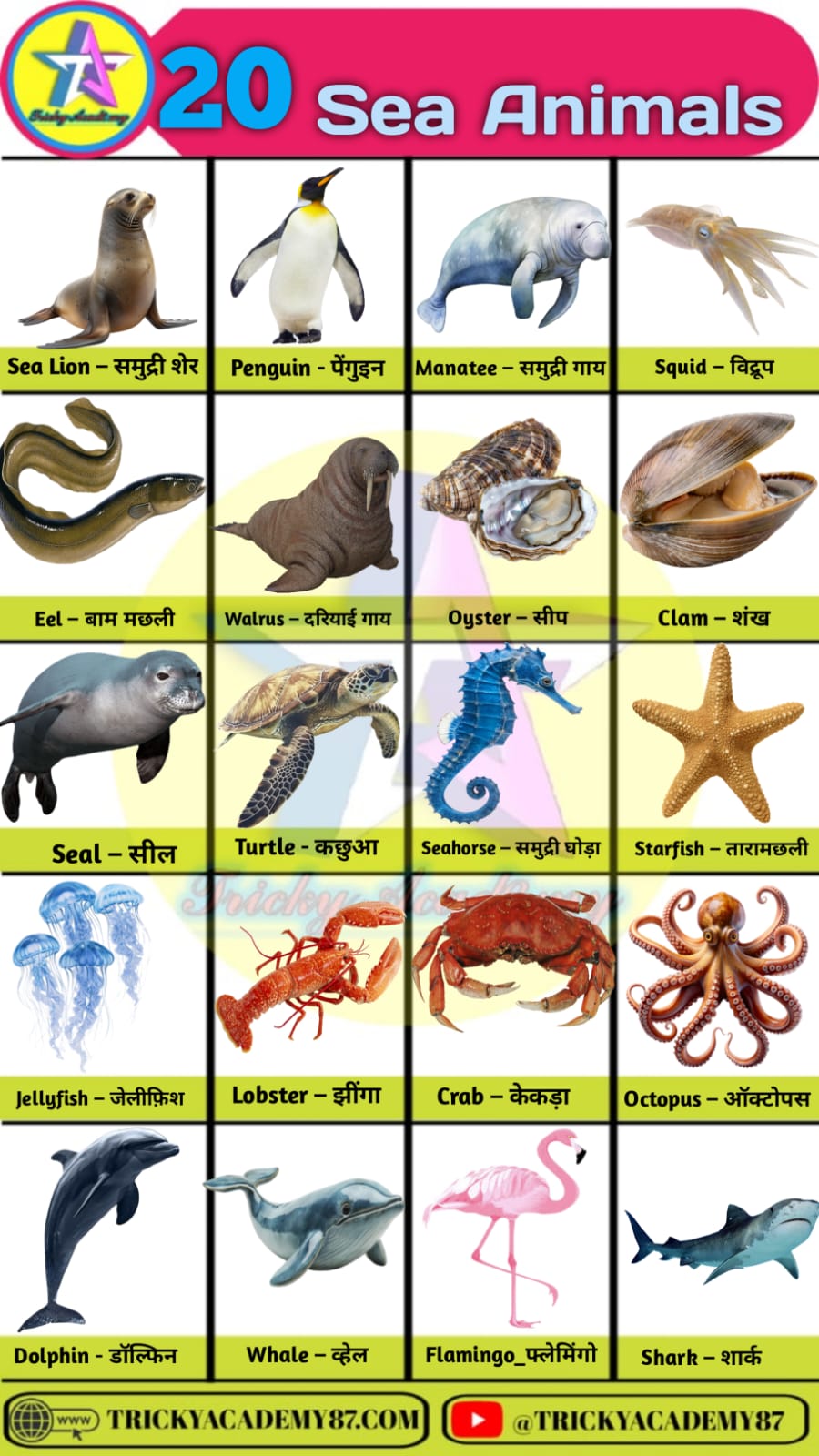 Ocean Animals Name, Sea Animals Name