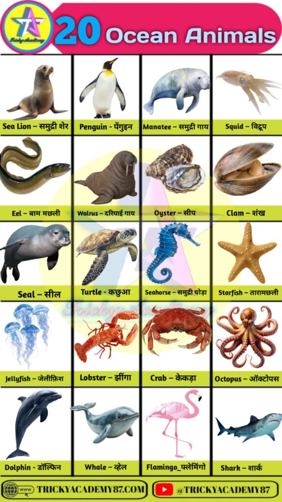 Ocean Animals Name