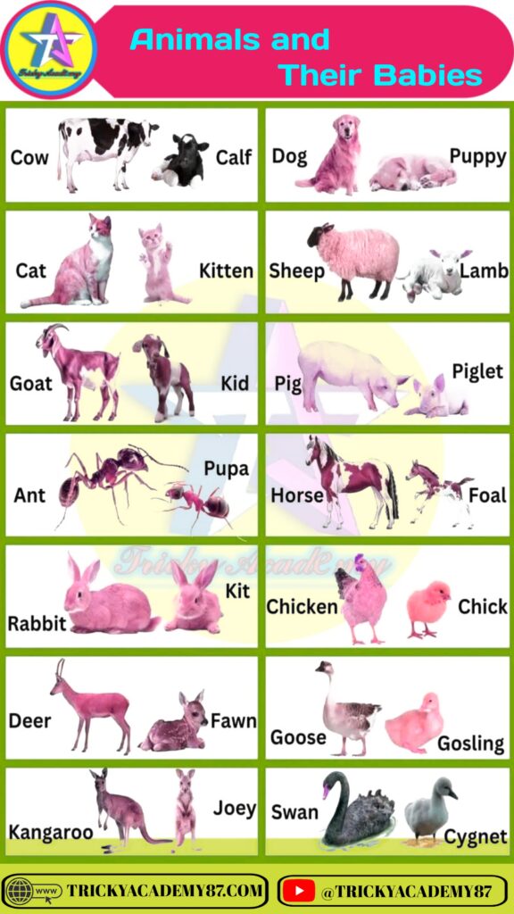 Animals and Their Babies Names in English