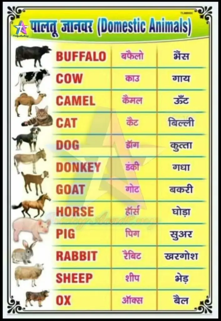 Animals Name