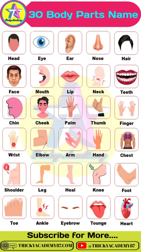 Body Parts Name